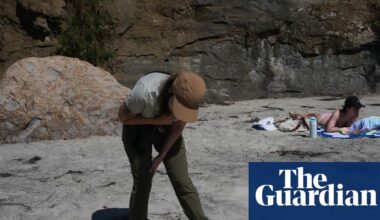 Scientists fear seabird die-off as El Niño looms: ‘We don’t know how bad this will get’ | San Diego