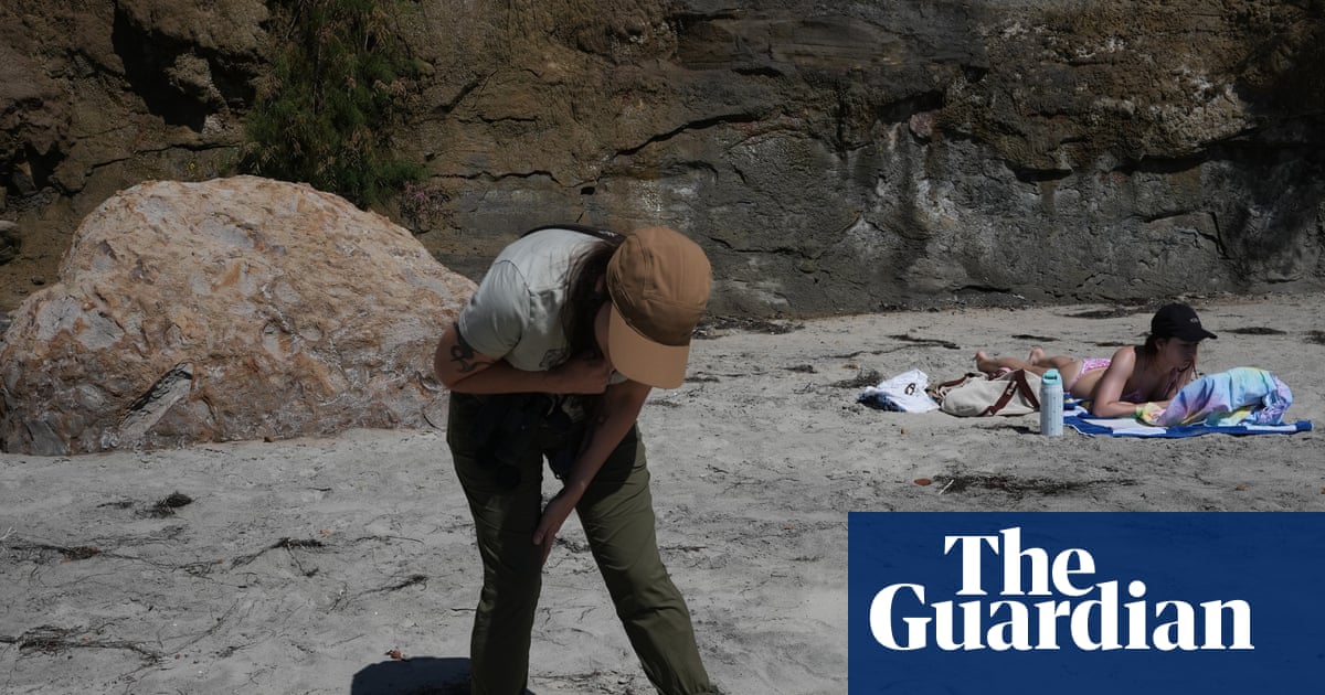 Scientists fear seabird die-off as El Niño looms: ‘We don’t know how bad this will get’ | San Diego