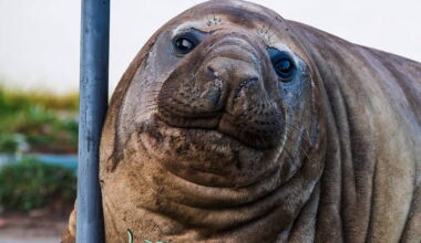 Fans urged to respect privacy of one-tonne seal who respects nothing