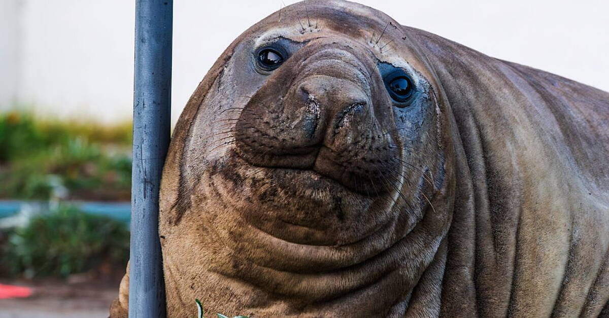 Fans urged to respect privacy of one-tonne seal who respects nothing