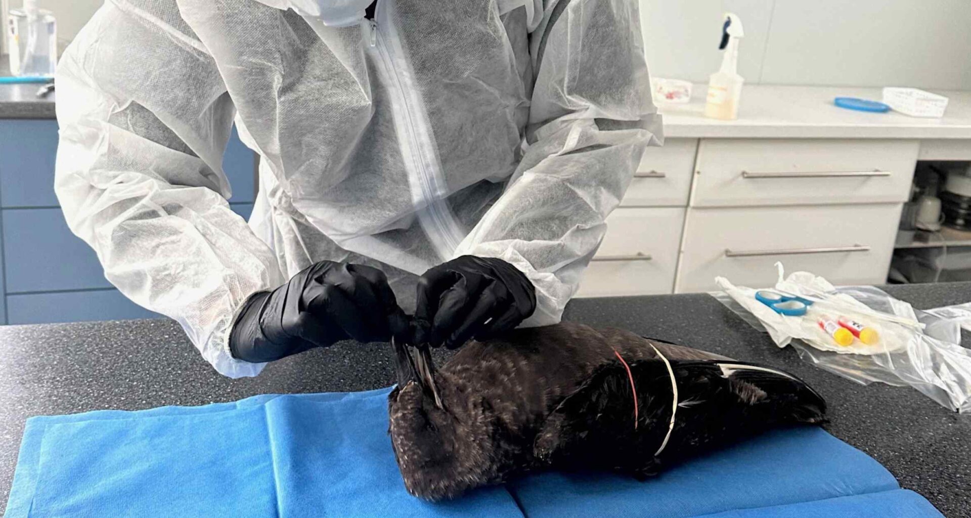 H5N1 bird flu confirmed in New South Wales, home to Sydney