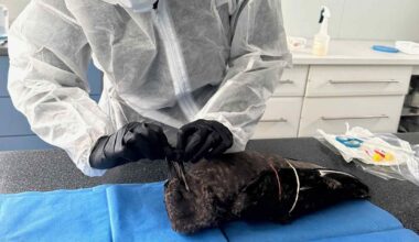 H5N1 bird flu confirmed in New South Wales, home to Sydney