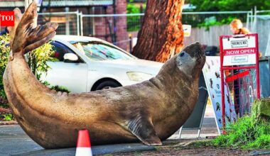 Australian officials ask fans to respect privacy of Neil, a 1000kg seal, who respects nothing