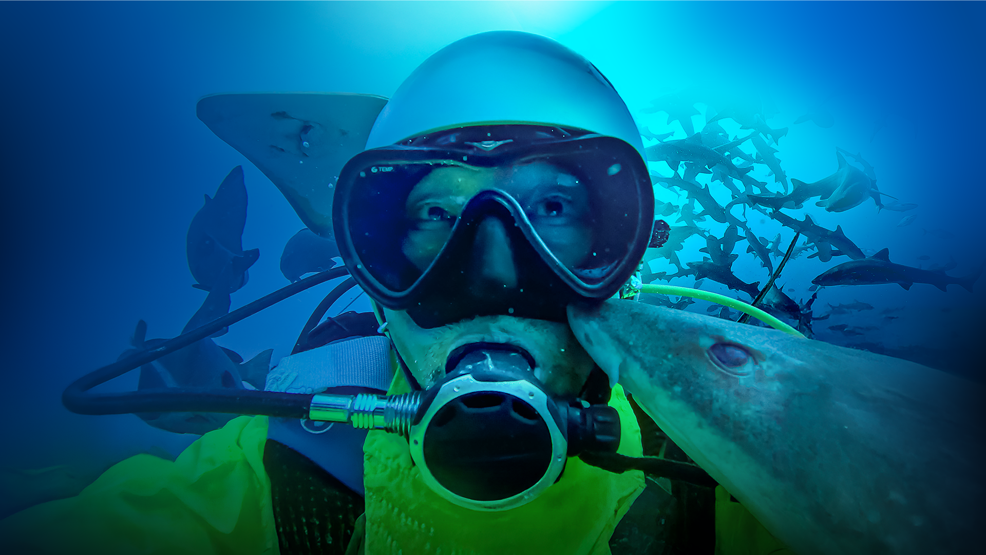 A close-up underwater selfie of a scuba diver wearing a mask and regulator, with a small shark gently pressing its snout against their cheek while a school of sharks swims in the blue background.