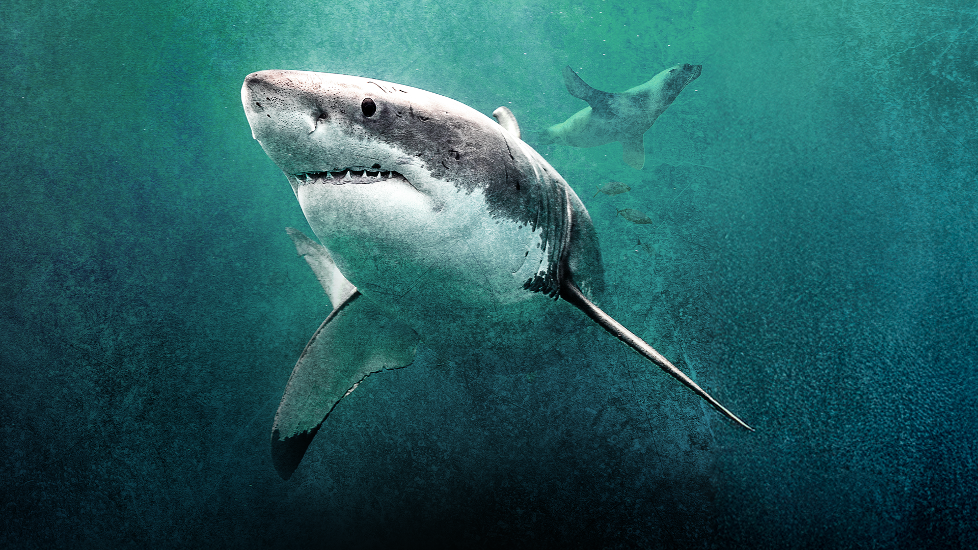 An underwater view of a large great white shark swimming forward with its teeth slightly visible, while a sea lion swims in the textured green-blue water behind it.