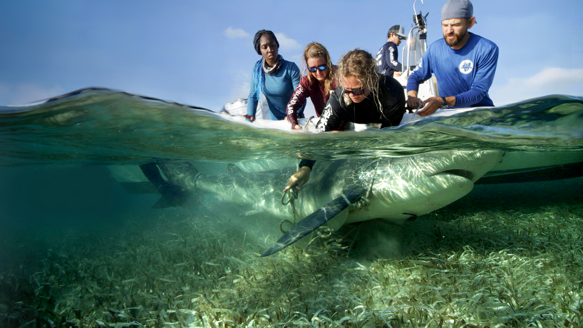 An over-under water shot showing a research team on a boat handling a large shark just beneath the surface in shallow, clear water over a seagrass bed.