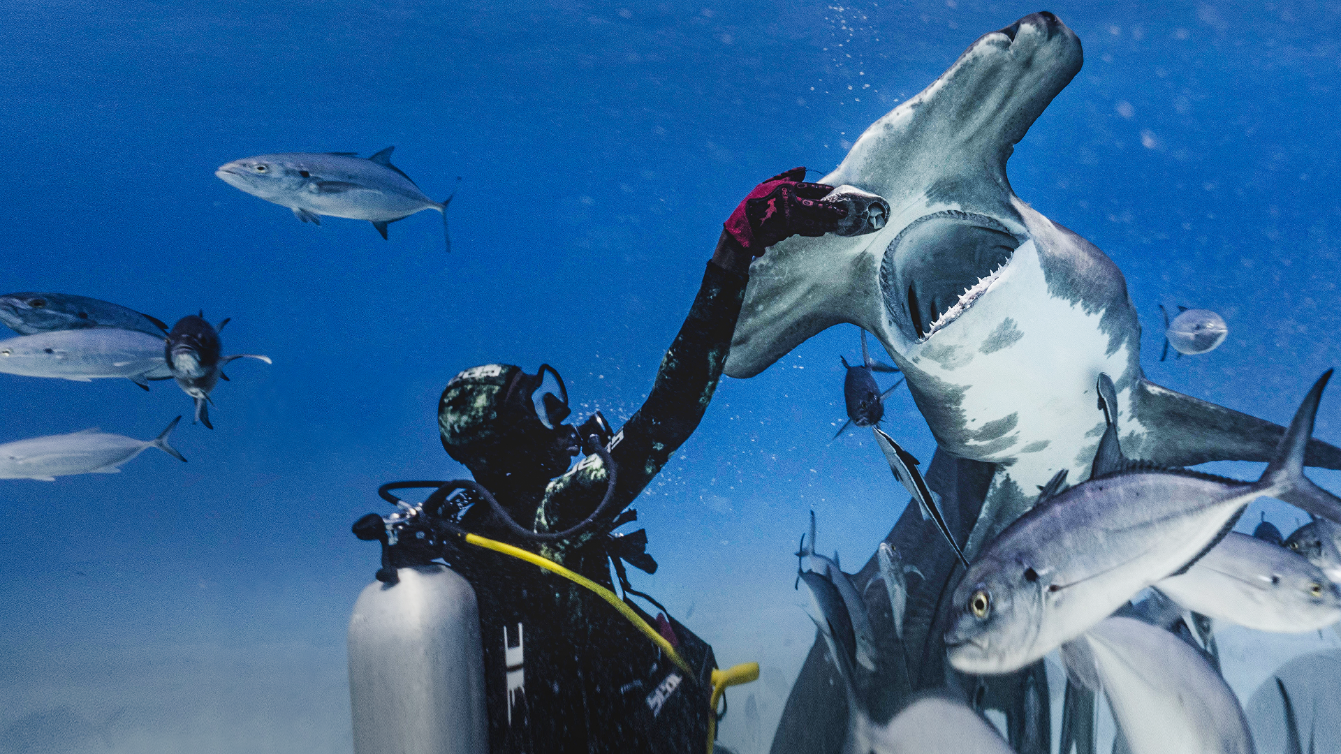 An underwater shot of a scuba diver wearing a camouflage hood and a red glove, reaching out to touch the head of a hammerhead shark with its mouth open, surrounded by a school of smaller fish in clear blue water.