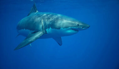 Marine researchers capture rare video of great white shark off coast of Rhode Island