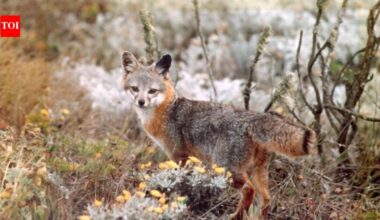 The United States launched a controversial mission in 2004 to kill every feral pig on California's Channel Islands after they attracted golden eagles that nearly wiped out endangered island foxes; by 2006, the pigs were gone, and the foxes began a remarkable recovery | World News