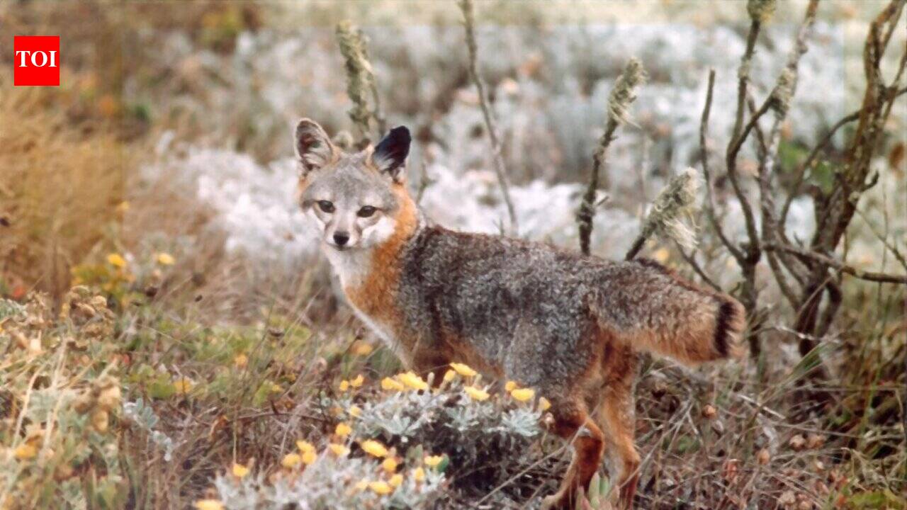 The United States launched a controversial mission in 2004 to kill every feral pig on California's Channel Islands after they attracted golden eagles that nearly wiped out endangered island foxes; by 2006, the pigs were gone, and the foxes began a remarkable recovery | World News