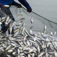 Türkiye targets $3 billion in aquaculture exports by 2028: Minister