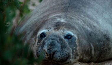 This chaotic 2,000-pound seal has returned to sea – but leaves behind a conundrum