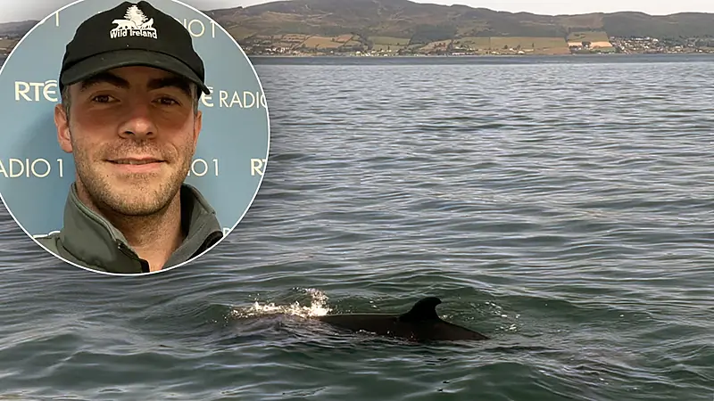 Fears for suspected baby whale after rare stranding in Buncrana
