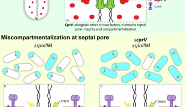 A safeguarding factor monitors septal pore stability to secure compartmentalization during sporulation in Bacillus subtilis