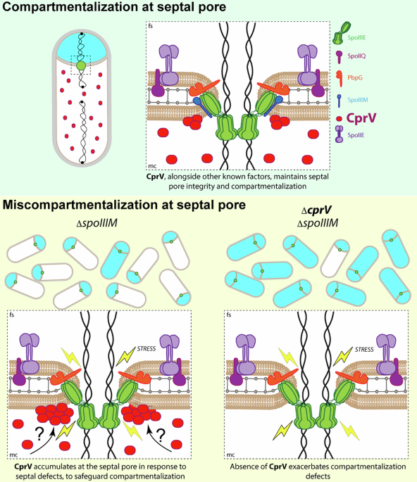 A safeguarding factor monitors septal pore stability to secure compartmentalization during sporulation in Bacillus subtilis