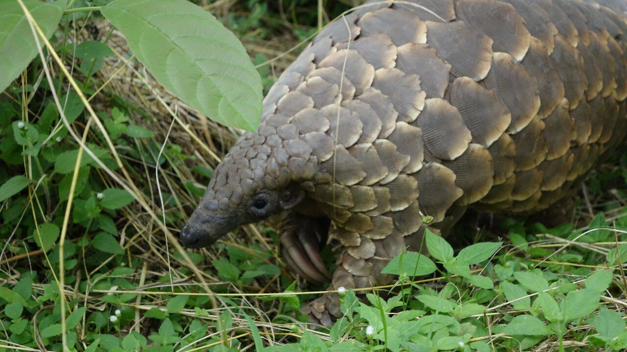 Pangolin (Representative image)