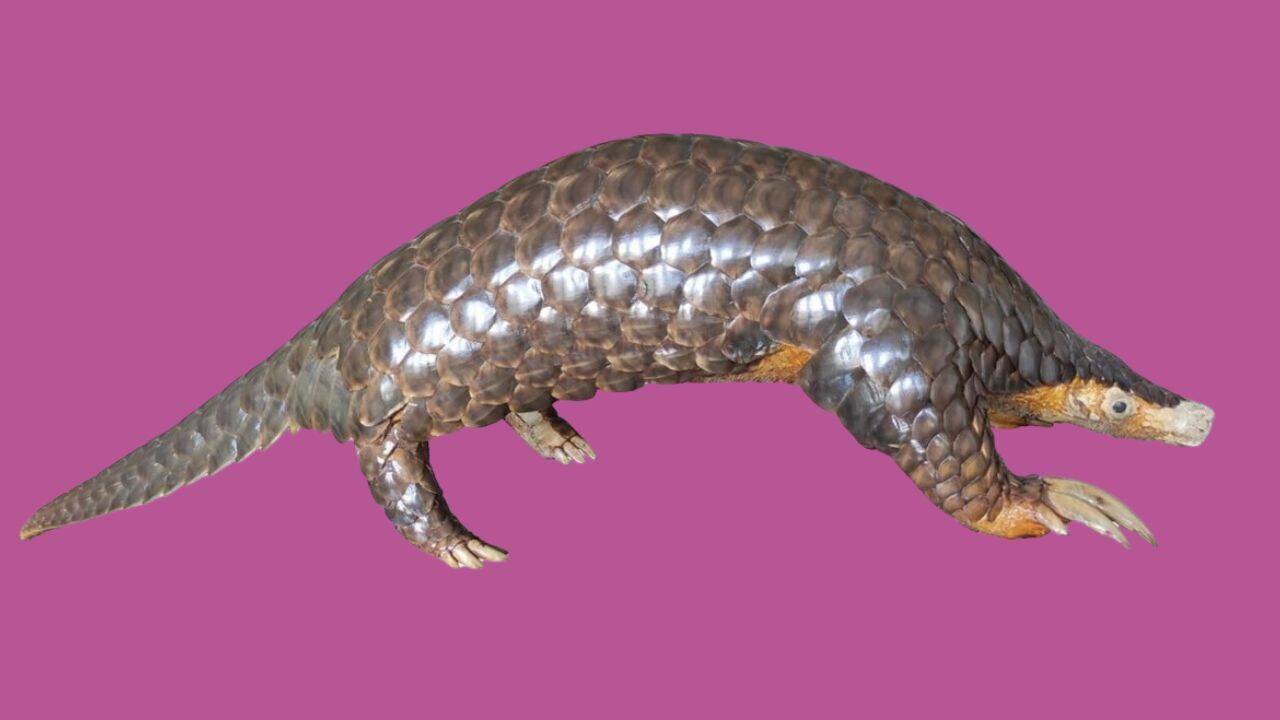 Scientists studied pangolin DNA from seven countries and rediscovered a Himalayan species that had been overlooked since 1836