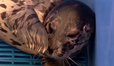 Seal pup found with gunshot wound to head at tidal flats: ‘Very unfortunate’