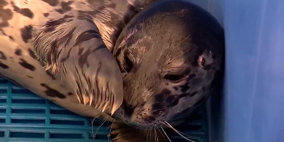Seal pup found with gunshot wound to head at tidal flats: ‘Very unfortunate’
