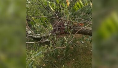 Homeowner Checks Fallen Tree After Storm And Spots Puffy Babies On The Ground