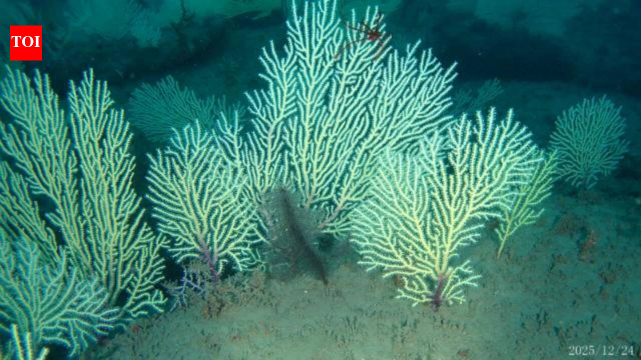Scientists marked this West African coral reef as probably dead in the 1960s; underwater drones found it alive more than 50 metres below the sea