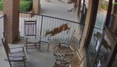 Two deer cause thousands in damages at Peachtree City businesses