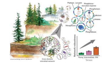 Ancient, Nutrient-Poor Soils Harbor More Stable Microbial Communities