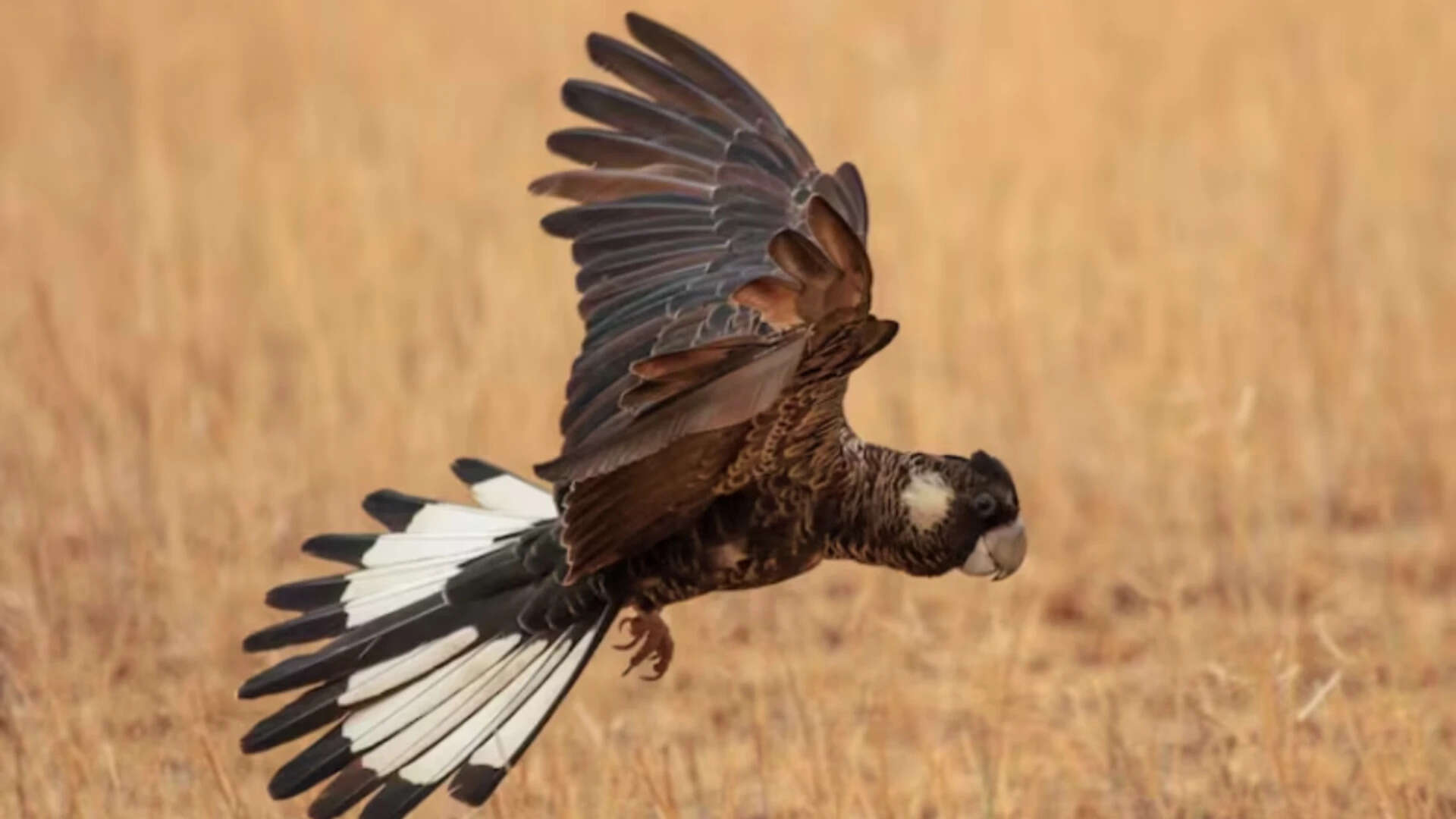 The black cockatoo species is listed as endangered (Supplied: Rick Wilson) -