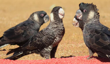 Scientists tracked endangered Australian cockatoos for three breeding seasons and found pesticides in 80% of seed samples, some hundreds of times above regulatory limits