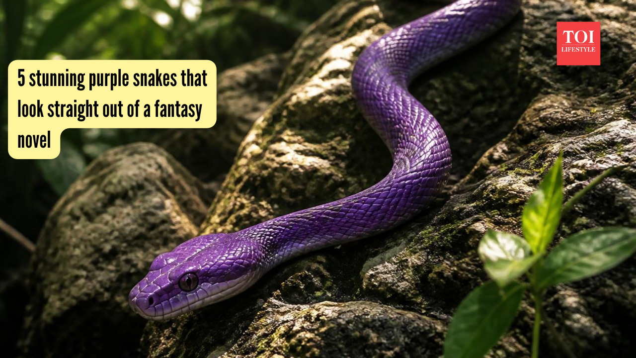5 stunning purple snakes that look straight out of a fantasy novel