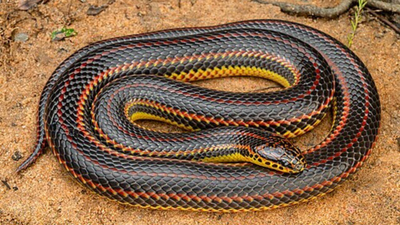 Rainbow Snake: The hidden wetland hunter that depends on American eels and rarely encounters humans |