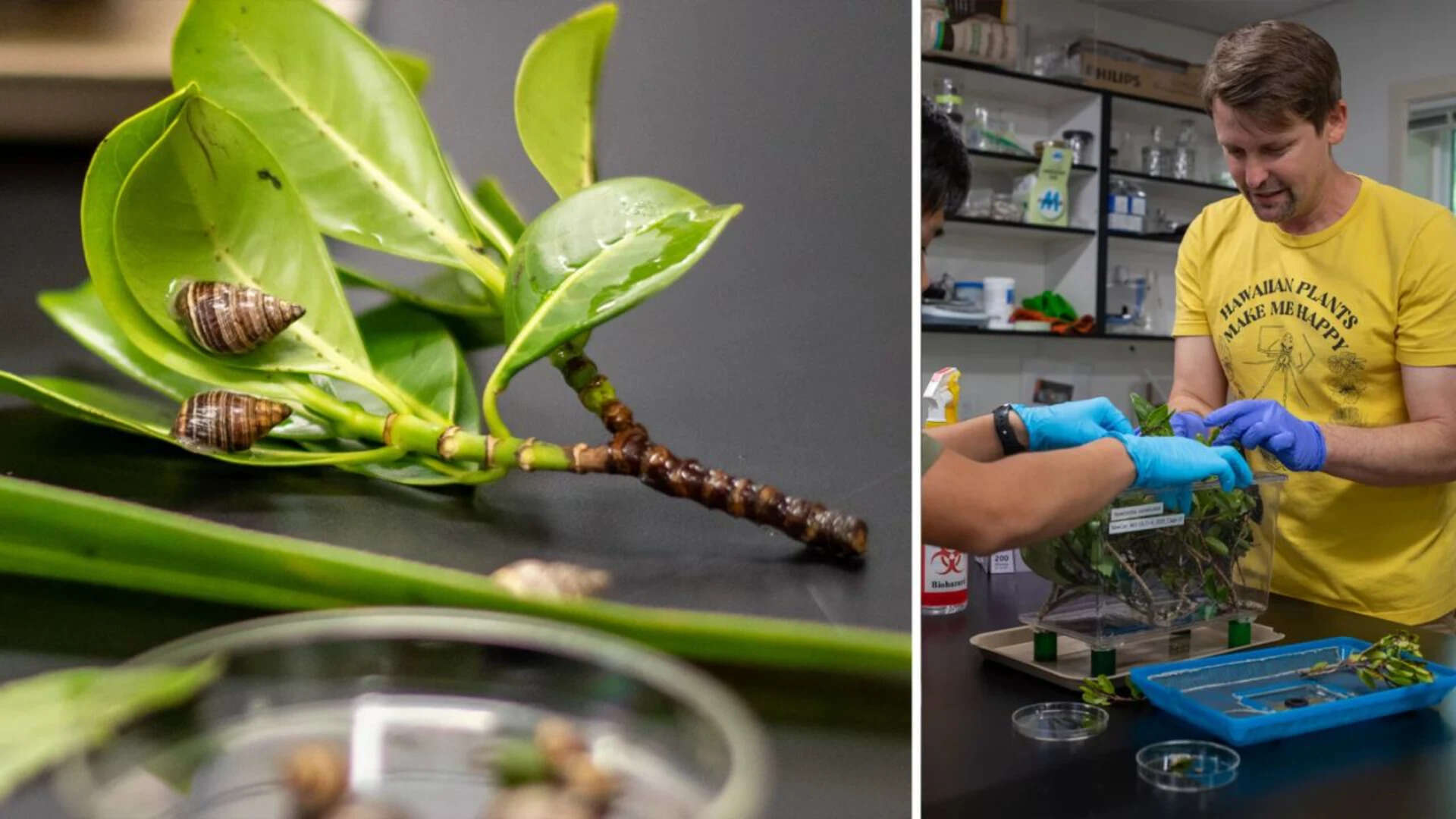 Inside this lab, Sischo and his team care for 40 species of snails. For some snails, it's the only place they live, having been brought into captivity to stave off extinction. -
