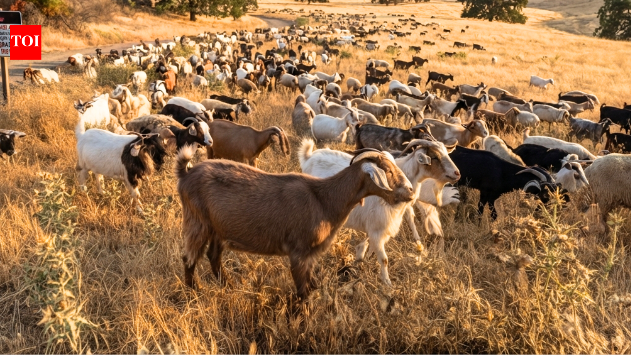 California deploys 400 goats and sheep as 'firefighters' to eat an invasive weed fuelling wildfires and threatening native ecosystems | World News