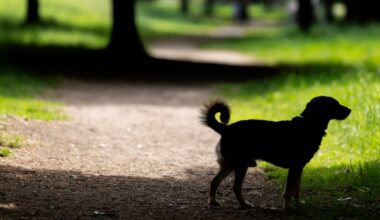 Rain to return this weekend, Met Éireann forecasts – The Irish Times