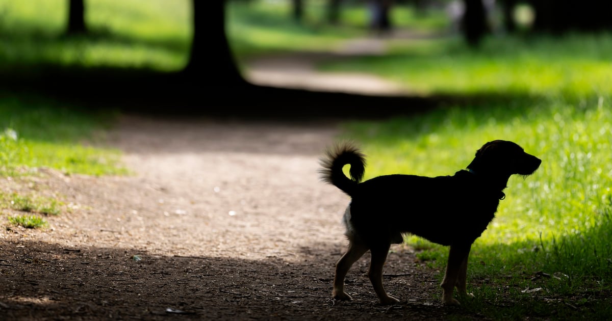 Rain to return this weekend, Met Éireann forecasts – The Irish Times