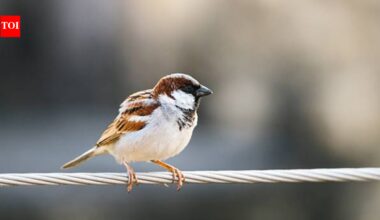 In 1850s, house sparrows were introduced to North America to control insects, but the tiny birds quickly spread, became a common sight and turned into one of the continent's most widespread invasive species