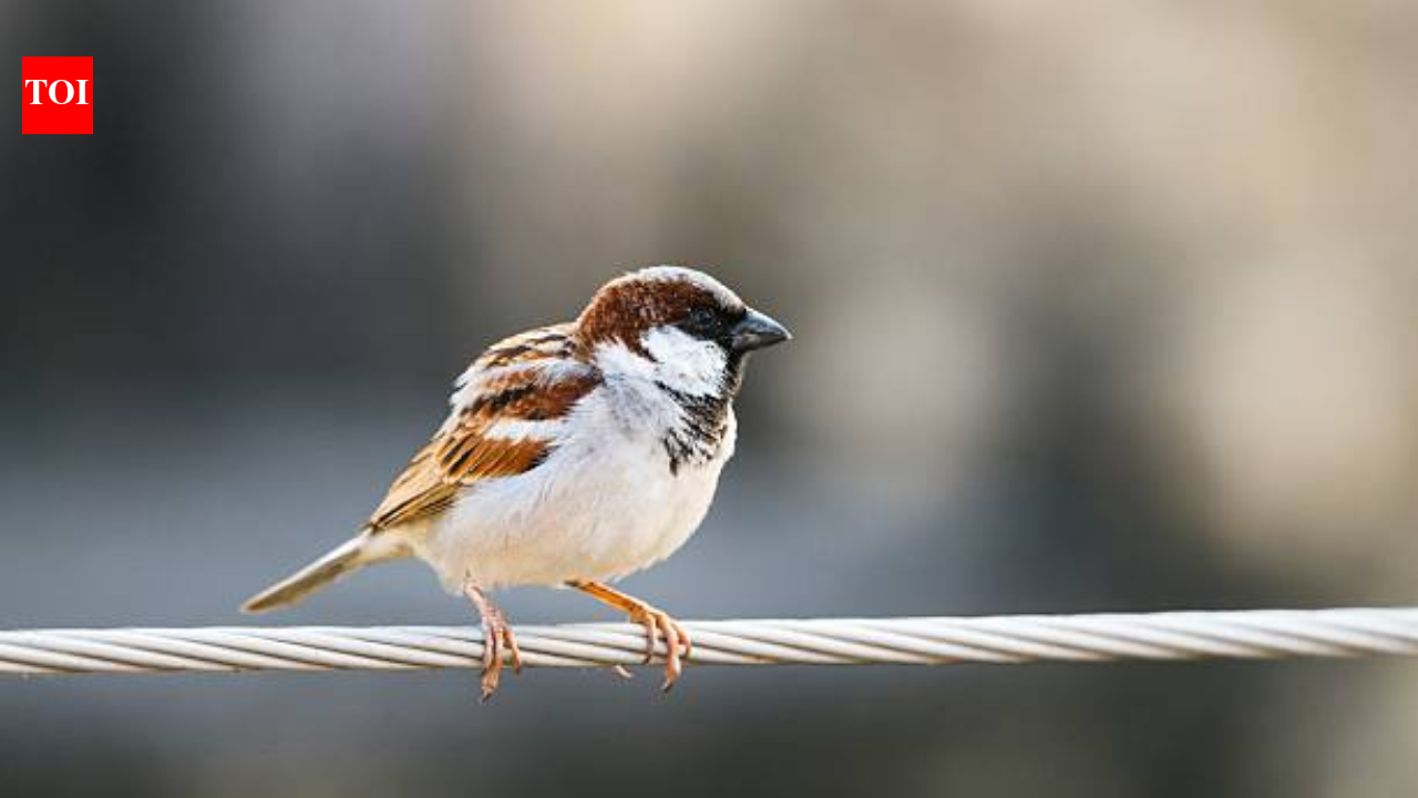 In 1850s, house sparrows were introduced to North America to control insects, but the tiny birds quickly spread, became a common sight and turned into one of the continent's most widespread invasive species