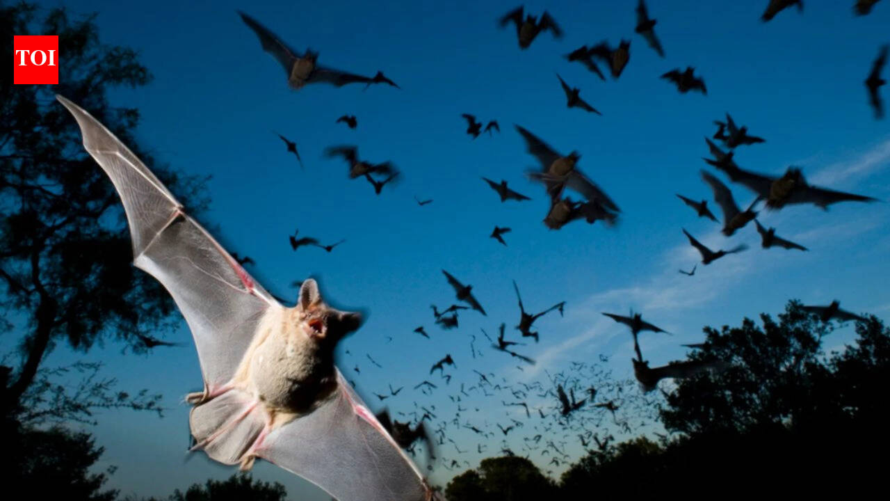 Scientists found that Japanese horseshoe bats living together in crowded colonies solve a noisy sonar problem by gradually shifting their echolocation calls to match each other's frequency