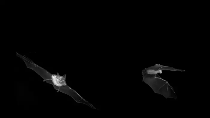 Images of the greater Japanese horseshoe bat (Rhinolophus nippon) in flight.