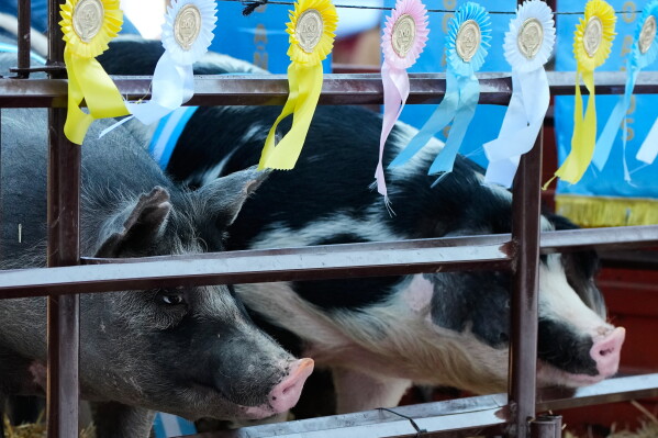 Prize-winning pigs ride on a truck during the opening ceremony of the Rural Society's annual exposition in Buenos Aires, Argentina, Sunday, July 26, 2026. (AP Photo/Natacha Pisarenko)