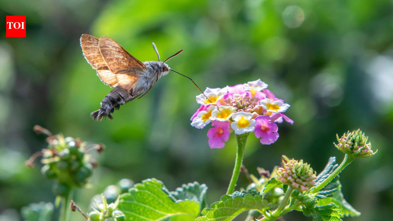 Hummingbird hawkmoths may have their own version of being left-handed or right-handed, using one preferred eye and one side of their long proboscis together to search flowers