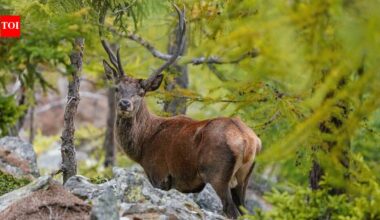 In 1861, an English lord sent three red deer to New Zealand for sport; the animals later multiplied into a costly pest