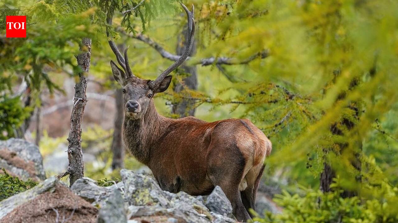 In 1861, an English lord sent three red deer to New Zealand for sport; the animals later multiplied into a costly pest