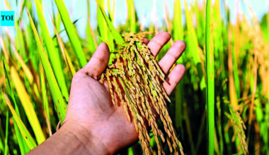 Global rice prices may jump 50% if El Nino hits output: Study | Hyderabad News