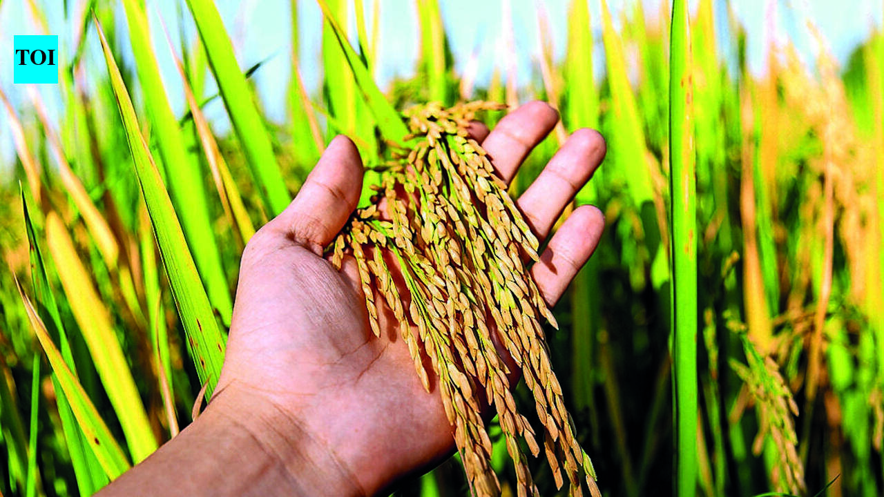 Global rice prices may jump 50% if El Nino hits output: Study | Hyderabad News