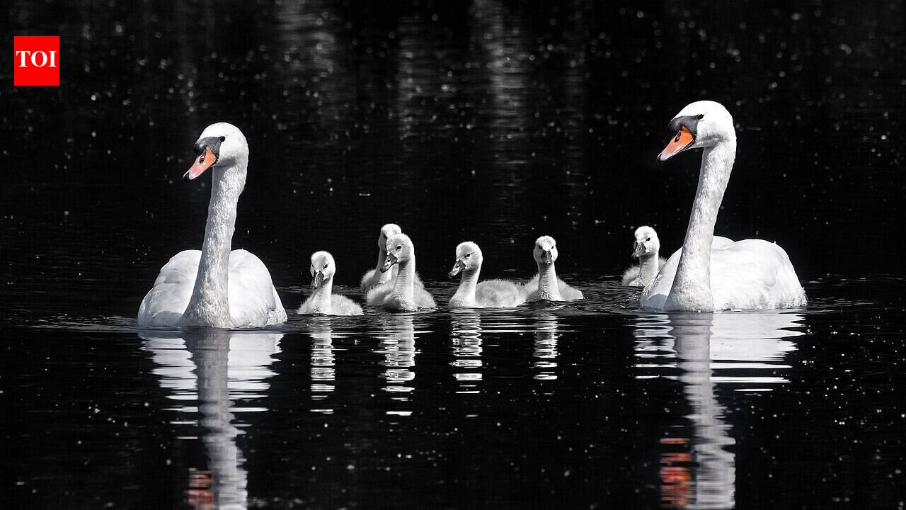 In the late 1800s, America imported mute swans to decorate parks and estates; their descendants later damaged wetlands and displaced native waterbirds | World News