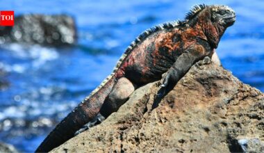 Meet the marine iguana: The world's only sea-going lizard that sneezes salt and shrinks to survive |