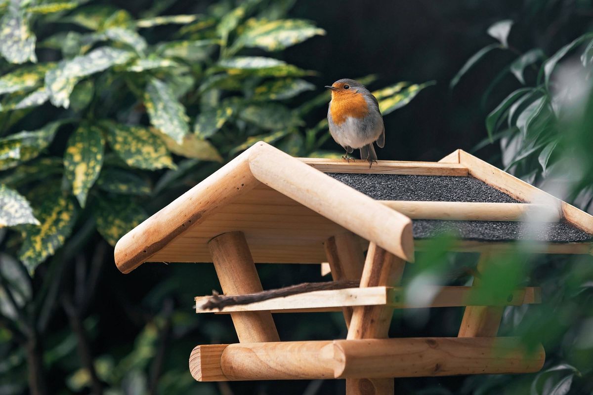 Robin standing on top of birdhouse in garden