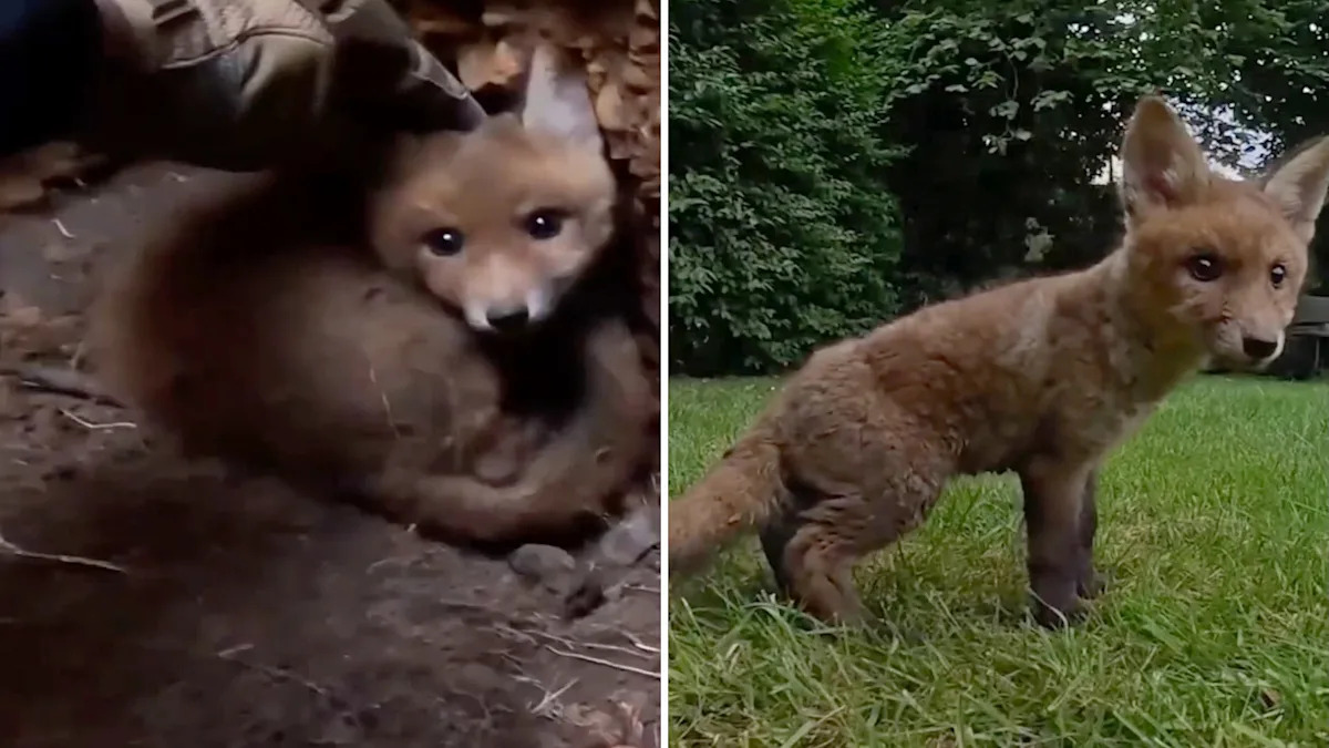 Fox cub trapped for days in a 10-foot-deep 'open grave' is rescued, then scampers off