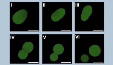 Scientists create first man-made cell that can eat and grow